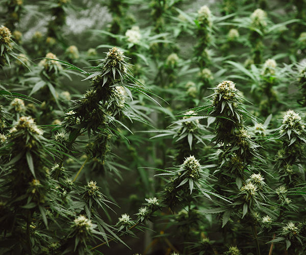 Penalties for marijuana cultivation in Wisconsin