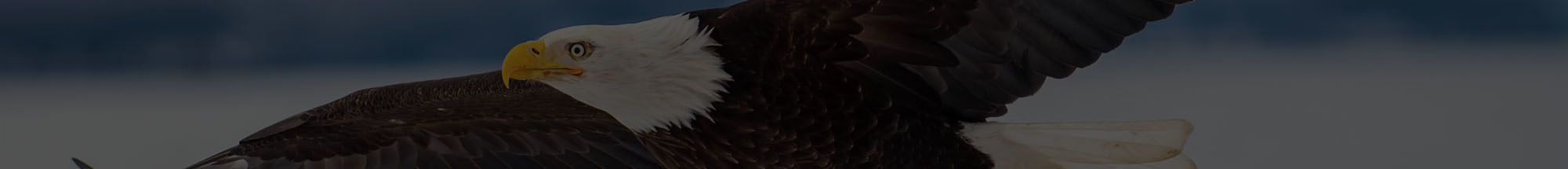 Bald eagle fine